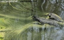 siitepolya-vedessa