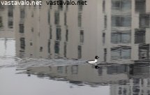 citytelkka