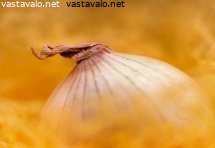 sipuli