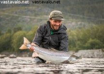 salmo-salar