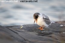 elavaista-ravintoa