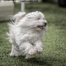 agility-force