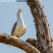 huutava-lokki