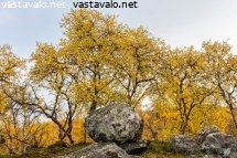 kivet-tunturikoivikossa