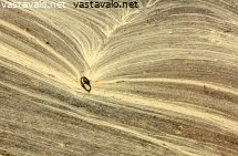 siitepolya-rantavedessa