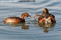 mustakurkkuuikkujen-poikasten-syotto